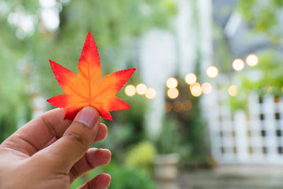 Close-up of hand holding maple leaf