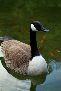 Close-up of duck swimming in lake