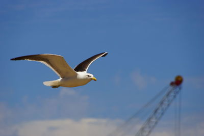 Low angle view of seagull flying against clear sky