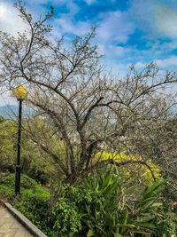 Low angle view of flowering plants on field against sky