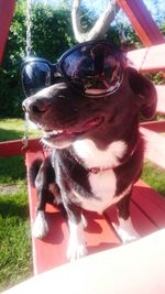 Close-up of dog on sunglasses
