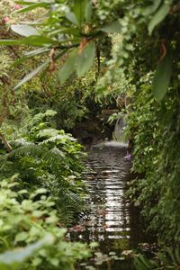 River amidst trees