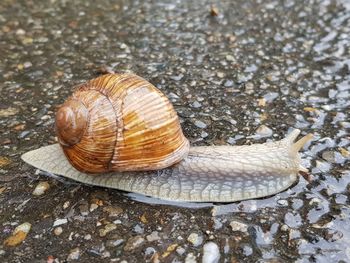 High angle view of snail on wet land