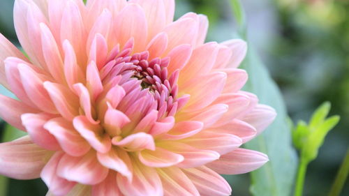 Close-up of pink flower