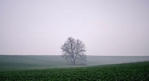 View of lone tree on landscape against clear sky