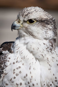 Close-up of a bird