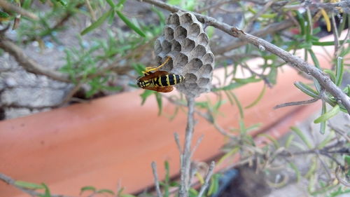Close-up of bee on leaf