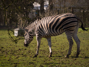 Zebras standing in a field