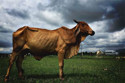 Close-up of cow on grassy field