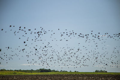 Flock of birds flying in the sky