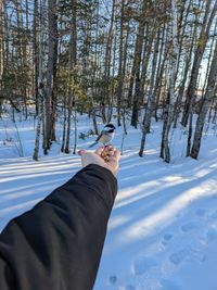 Hungry chickadee in frgid winter 