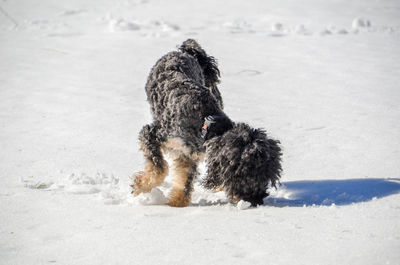 Dog running on snow covered land