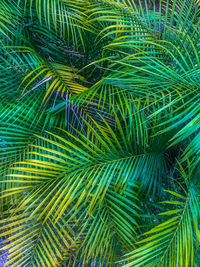 Full frame shot of palm tree