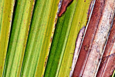 Full frame shot of green leaves