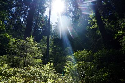 Sunlight streaming through trees in forest