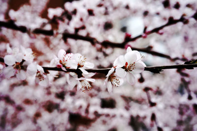 Close-up of cherry blossoms in spring
