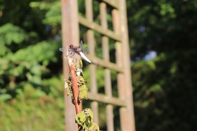 Close-up of insect on plant
