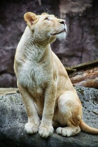 Close-up of a relaxed lioness looking away
