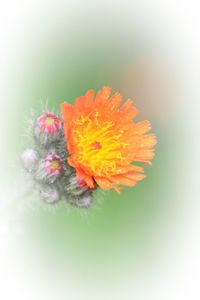 Close-up of flower over white background