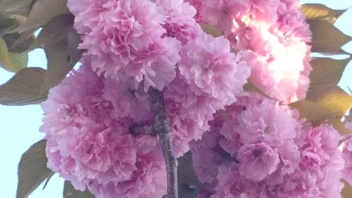 Close-up of pink flower