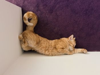 Directly above shot of brown cat relaxing by table on rug