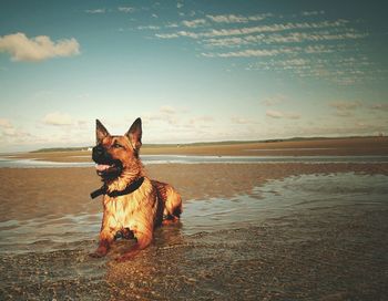 Dog standing on beach