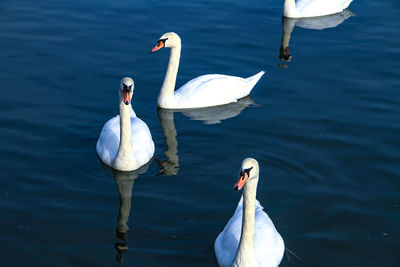 Swans swimming in lake