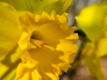 Macro shot of yellow flowering plant