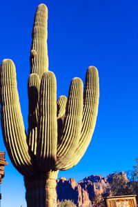 Low angle view of cactus against clear blue sky