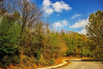 Road passing through trees