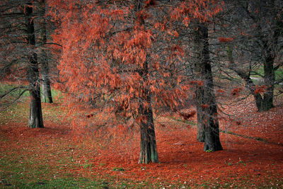 Trees growing in forest during autumn