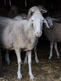 Sheep on field