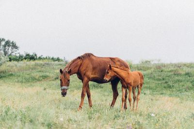 Horse standing in a field