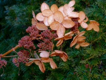 Close-up of flowers blooming outdoors