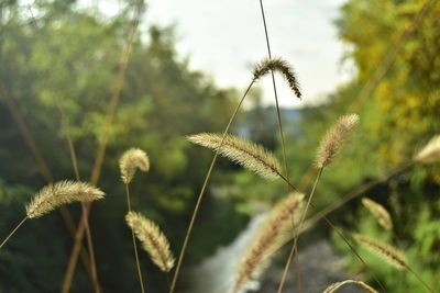 Close-up of flowering plant on field against sky