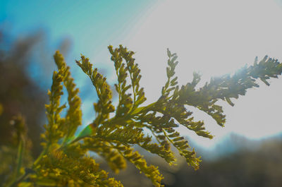 Close-up of fresh green plant against sky