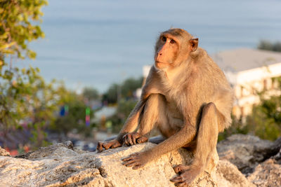 Lion sitting on rock