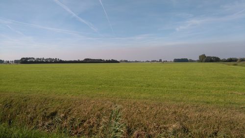 Scenic view of field against clear sky