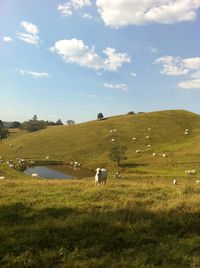 Cows on field against sky