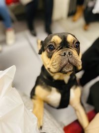 Close-up portrait of a dog