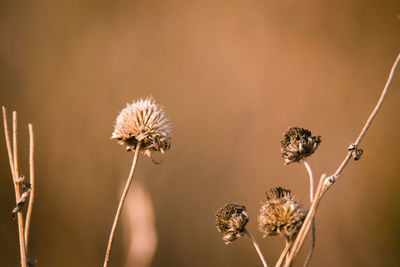 Close-up of dried plant