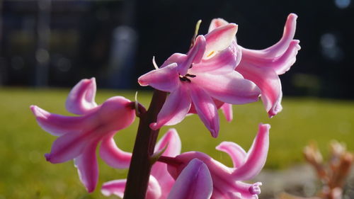 Close-up of pink flowering plant