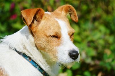 Close-up of dog outdoors