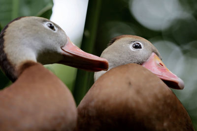 Close-up of ducks