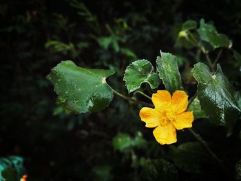 Close-up of water drops on yellow flower