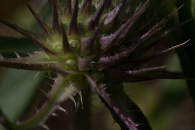 Close-up of plant