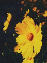 Close-up of yellow flower