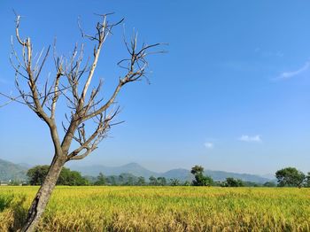 Scenic view of field against blue sky