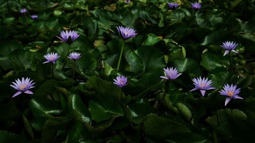 High angle view of purple water lilies growing in lake