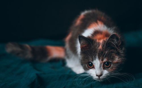 Close-up portrait of a cat